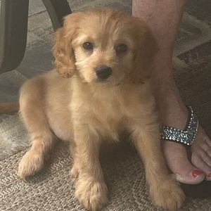 Meet your Posher, Charles